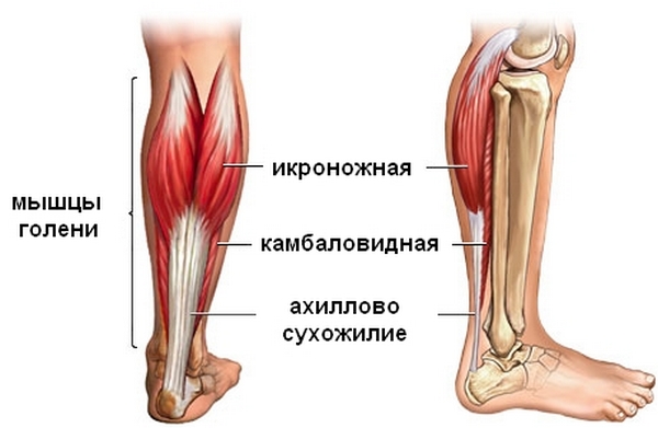 анатомия голеностопа